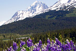 2018 Alaska Cruise Deals Cruises